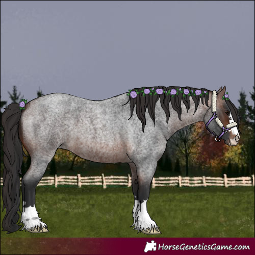 Horse Color:Brown Roan 