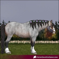 Horse Color:Brown Roan 