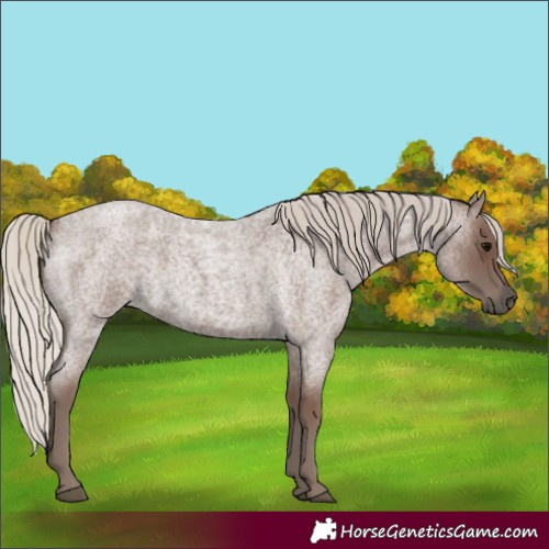 Horse Color:Silver Blue Roan 