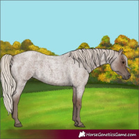 Horse Color:Silver Blue Roan
