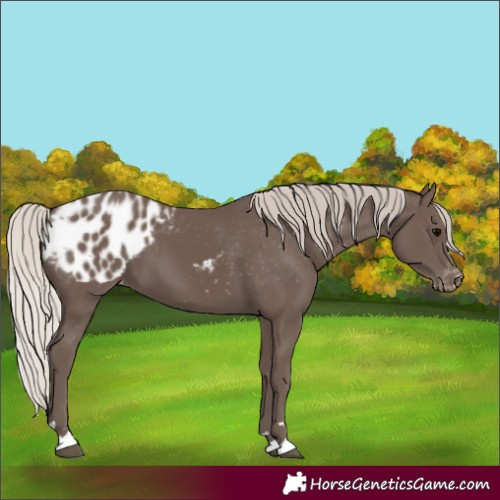 Horse Color:Silver Black Appaloosa