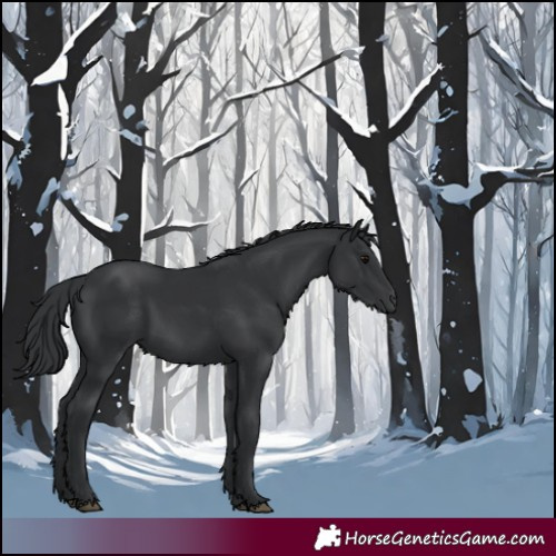 Horse Color:Black 