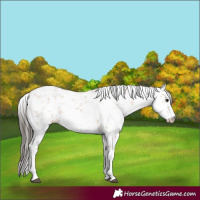 Horse Color:Bay Sabino 