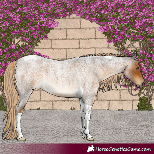 Horse Color:Chocolate Palomino Roan Tobiano 