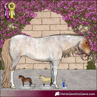 Horse Color:Chocolate Palomino Roan Tobiano