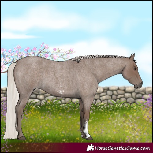 Horse Color:Silver Blue Roan Sabino 