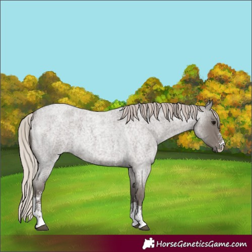 Horse Color:Silver Blue Roan Sabino 