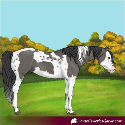Horse Color:Grullo Splash Tobiano 