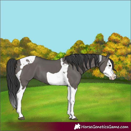 Horse Color:Grullo Splash Tobiano