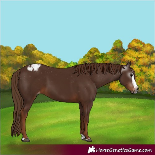 Horse Color:Gray Chestnut Splash Appaloosa 