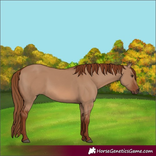 Horse Color:Red Dun 