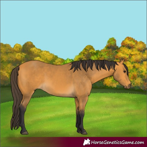 Horse Color:Buckskin 