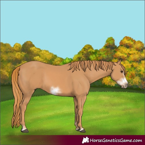 Horse Color:Chestnut Frame 