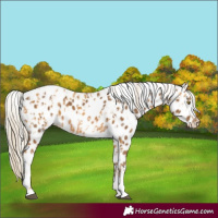 Horse Color:Palomino Leopard  and Chocolate Palomino Leopard 