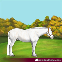 Horse Color:Silver Amber Champagne Pearl Dun Tobiano Appaloosa Rabicano and Silver Amber Champagne Pearl Dun Tobiano Appaloosa Rabicano