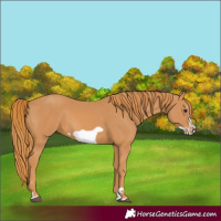 Horse Color:Chestnut Splash Frame 