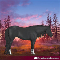 Horse Color:Black  and Black 