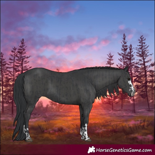 Horse Color:Black  and Black 