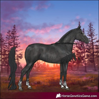 Horse Color:Black  and Black 