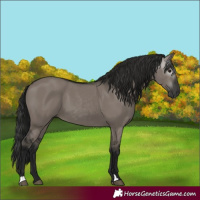 Horse Color:Gray Grullo 