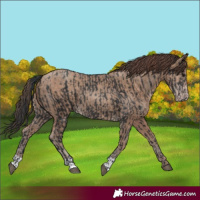 Horse Color:Black  and Classic Champagne 