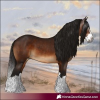 Horse Color:Gray Bay Splash 