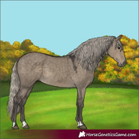 Horse Color:Silver Smoky Grullo 