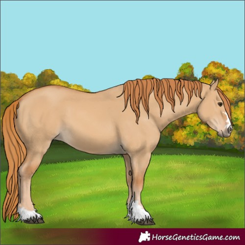 Horse Color:Red Dun 
