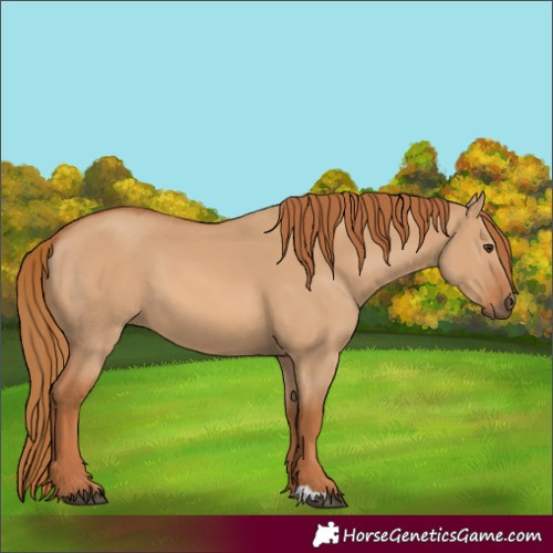 Horse Color:Red Dun 