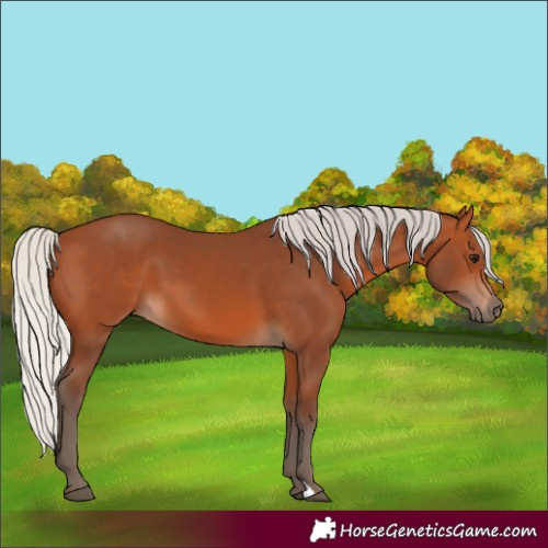Horse Color:Silver Bay