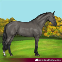 Horse Color:Grullo Rabicano 