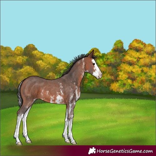 Horse Color:Bay Sabino Splash 
