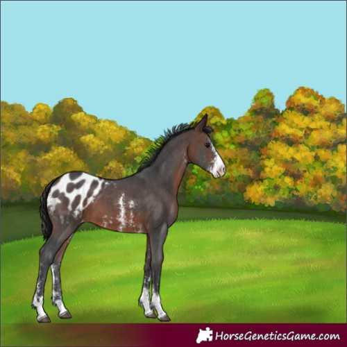 Horse Color:Brown Sabino Appaloosa 
