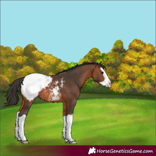 Horse Color:Bay Splash Appaloosa 