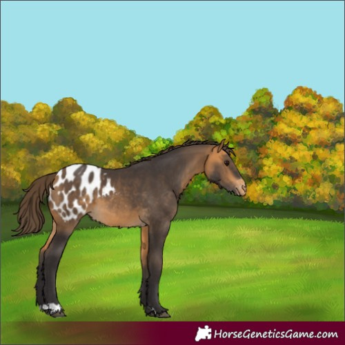 Horse Color:Buckskin Appaloosa 