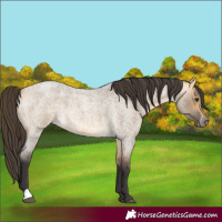 Horse Color:Buckskin Roan Dun 