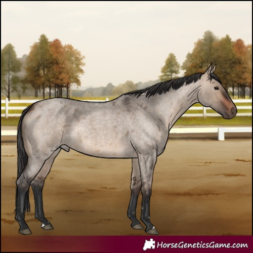 Horse Color:Brown Roan Dun 