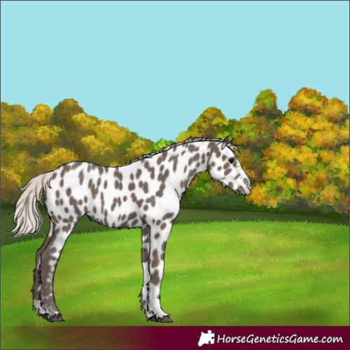 Horse Color:Silver Black Appaloosa 