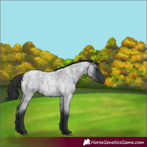 Horse Color:Blue Roan 