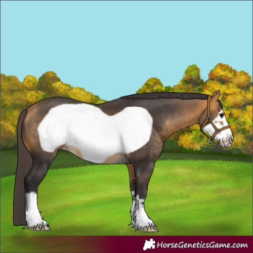 Horse Color:Buckskin Frame 