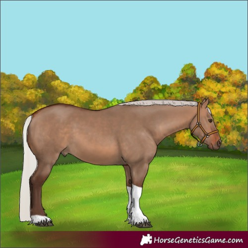 Horse Color:Silver Bay Dun Tobiano 