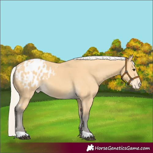 Horse Color:Silver Buckskin Appaloosa 