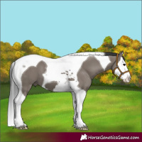 Horse Color:Grullo Splash Tobiano 