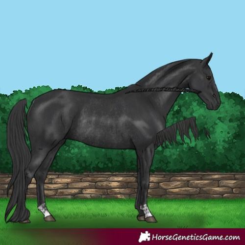 Horse Color:Black  and Black Rabicano 