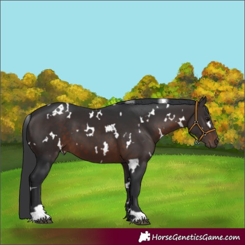 Horse Color:White Spotted Brown 