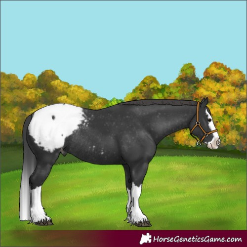 Horse Color:Black Splash Appaloosa Rabicano 