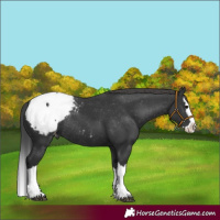 Horse Color:Black Splash Appaloosa Rabicano 