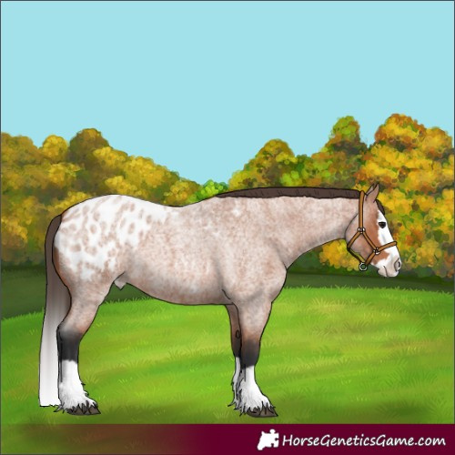 Horse Color:Bay Roan Splash Appaloosa 