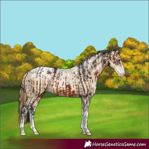 Horse Color:Brown  and Smoky Black Pearl 