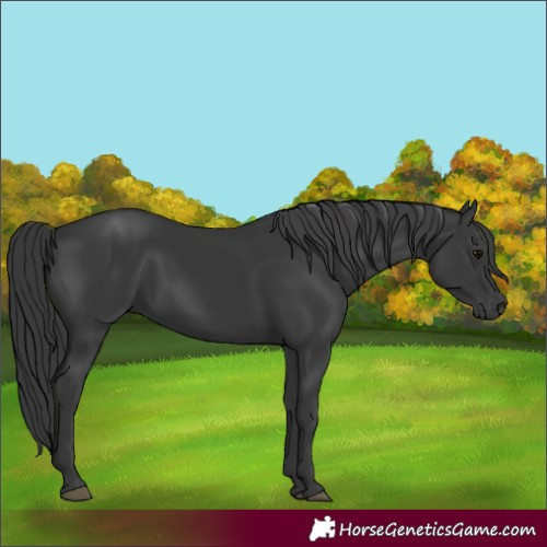 Horse Color:Black 